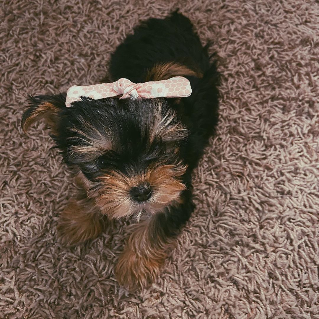 Jim, männlicher Yorkshire Terrier Welpe